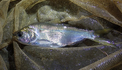 Nematalosa japonica