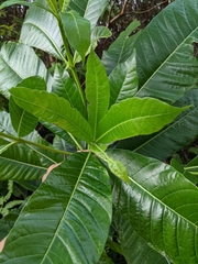 Alstonia