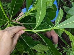 Alstonia