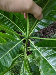 Alstonia
