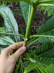 Alstonia