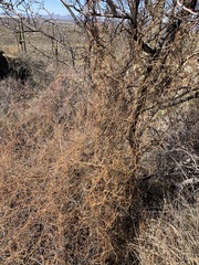 Metastelma arizonicum