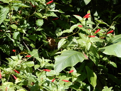 Centropogon coccineus
