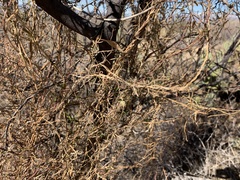 Metastelma arizonicum