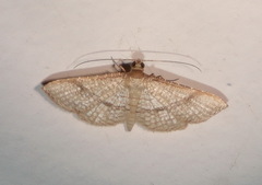 Addaea subtessellata