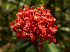 Epidendrum tulcanense