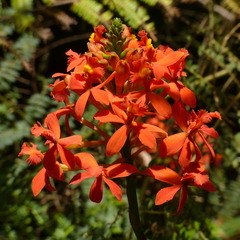 Epidendrum cochlidium