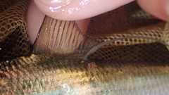 Nematalosa japonica