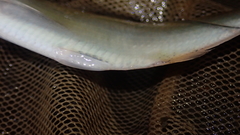 Nematalosa japonica