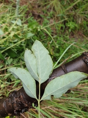 Heteromorpha arborescens abyssinica
