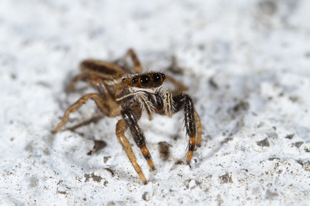 Marpissa bina