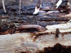 Metalimnobia cinctipes