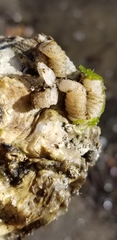 Nassarius fossatus