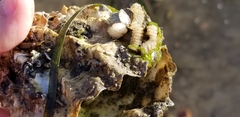 Nassarius fossatus