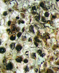 Bacidia leucothalamia