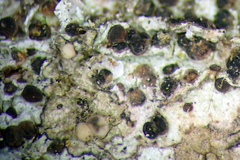 Bacidia leucothalamia