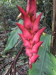 Heliconia ramonensis