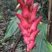 Heliconia ramonensis - Photo (c) Peter Zika, some rights reserved (CC BY-NC), uploaded by Peter Zika