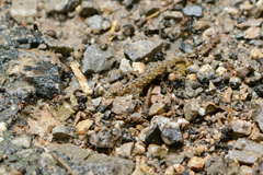 Cnemaspis siamensis