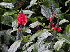 Pachystachys spicata