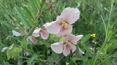 Commelina scabra
