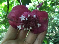 Palicourea correae