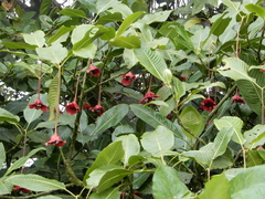 Palicourea correae