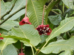 Palicourea correae