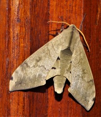 Pseudoclanis staudei