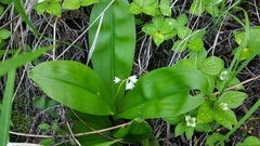 Clintonia udensis