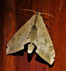 Pseudoclanis staudei