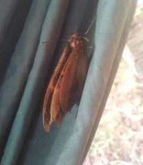 Brassolis astyra