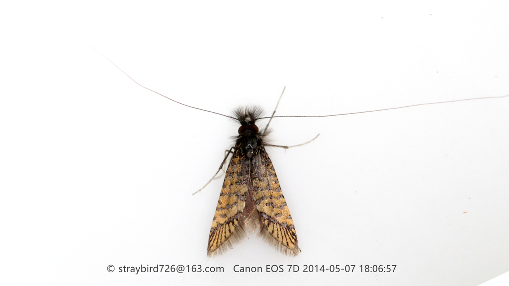 Nemophora raddei