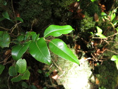 Nothofagus moorei