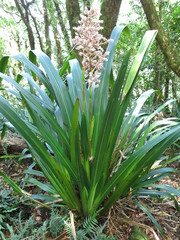 Helmholtzia glaberrima