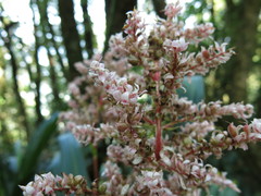 Helmholtzia glaberrima