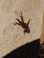 Sceloporus occidentalis