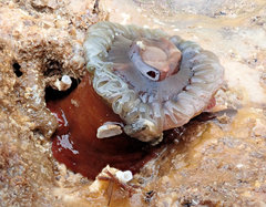 Isanemonia australis