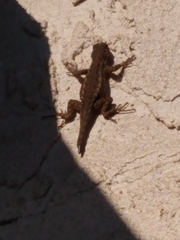 Sceloporus occidentalis