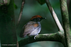 Conopophaga melanops