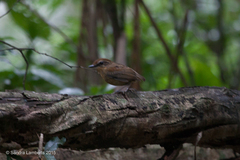 Conopophaga melanops