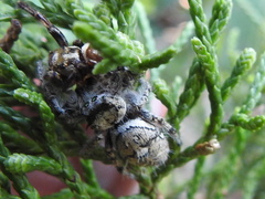 Phidippus carolinensis