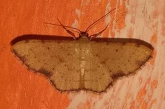 Idaea craspedota