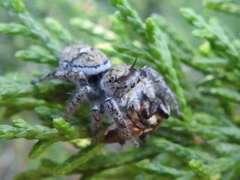 Phidippus carolinensis