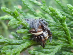 Phidippus carolinensis
