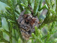 Phidippus carolinensis