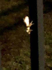 Osteopilus septentrionalis