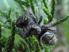 Phidippus carolinensis
