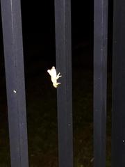 Osteopilus septentrionalis