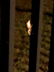 Osteopilus septentrionalis